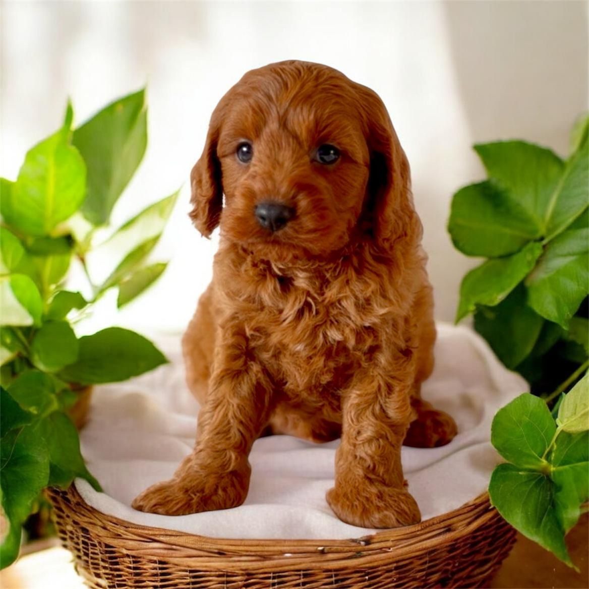 A red Cavoodle puppy sitting in a basket